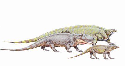 ophiacomorpha cotylorhynchus, ophiacodon, varanops